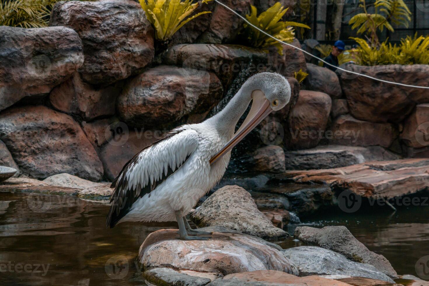 A pelican swimming and playing in the water at the zoo, showcasing its large beak and graceful movements. The lively scene captures the bird playful nature in a natural habitat photo