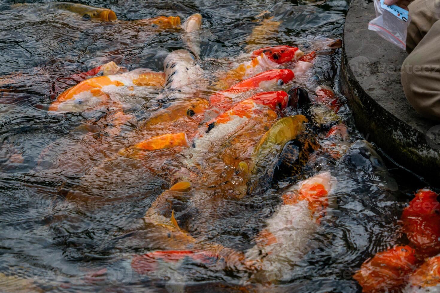 A group of colorful koi fish gathered in a pond, eagerly being fed. Their vibrant colors create a beautiful and serene scene as they swim together in the calm water photo
