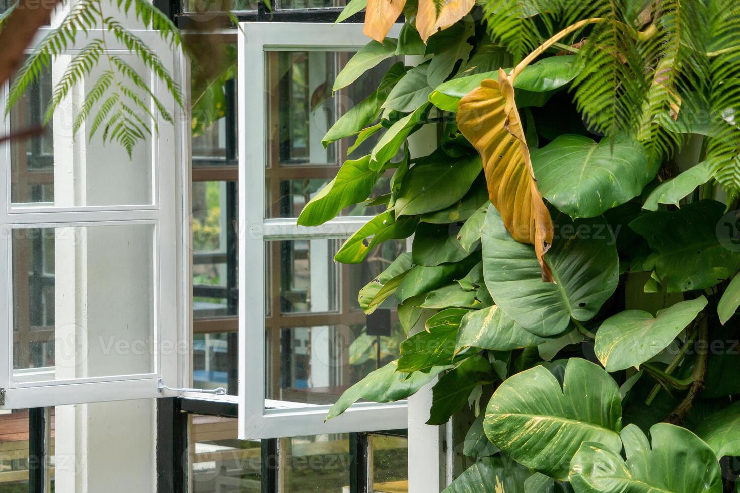 A white window seen from the front, with lush tropical plants in front. The serene and green surroundings create a fresh and tranquil atmosphere photo