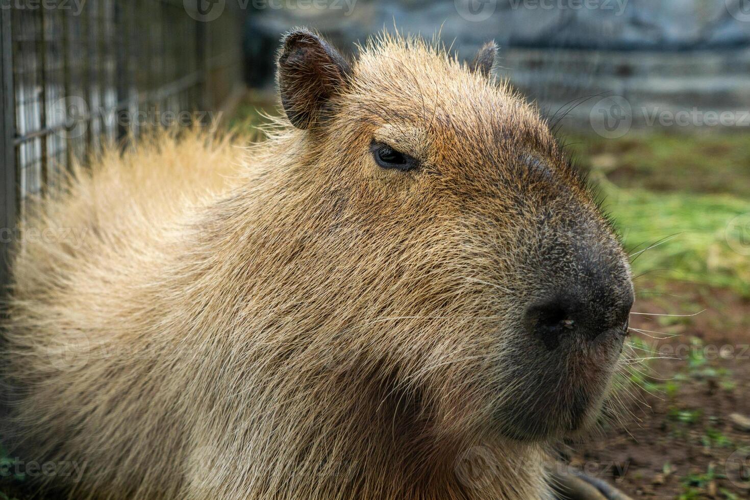 A relaxed capybara lounging at the zoo, displaying its calm nature. This large rodent enjoys a peaceful moment in its natural habitat, providing a charming scene of leisure photo