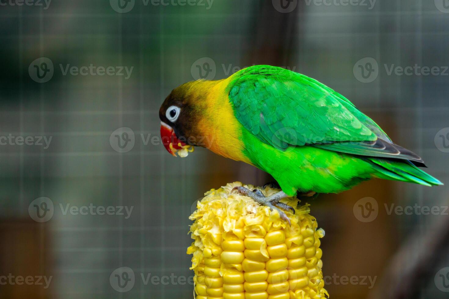 A colorful love bird perched on a tree branch in a zoo, enjoying its natural habitat. The vibrant plumage of the bird stands out against the green backdrop of the zoo photo