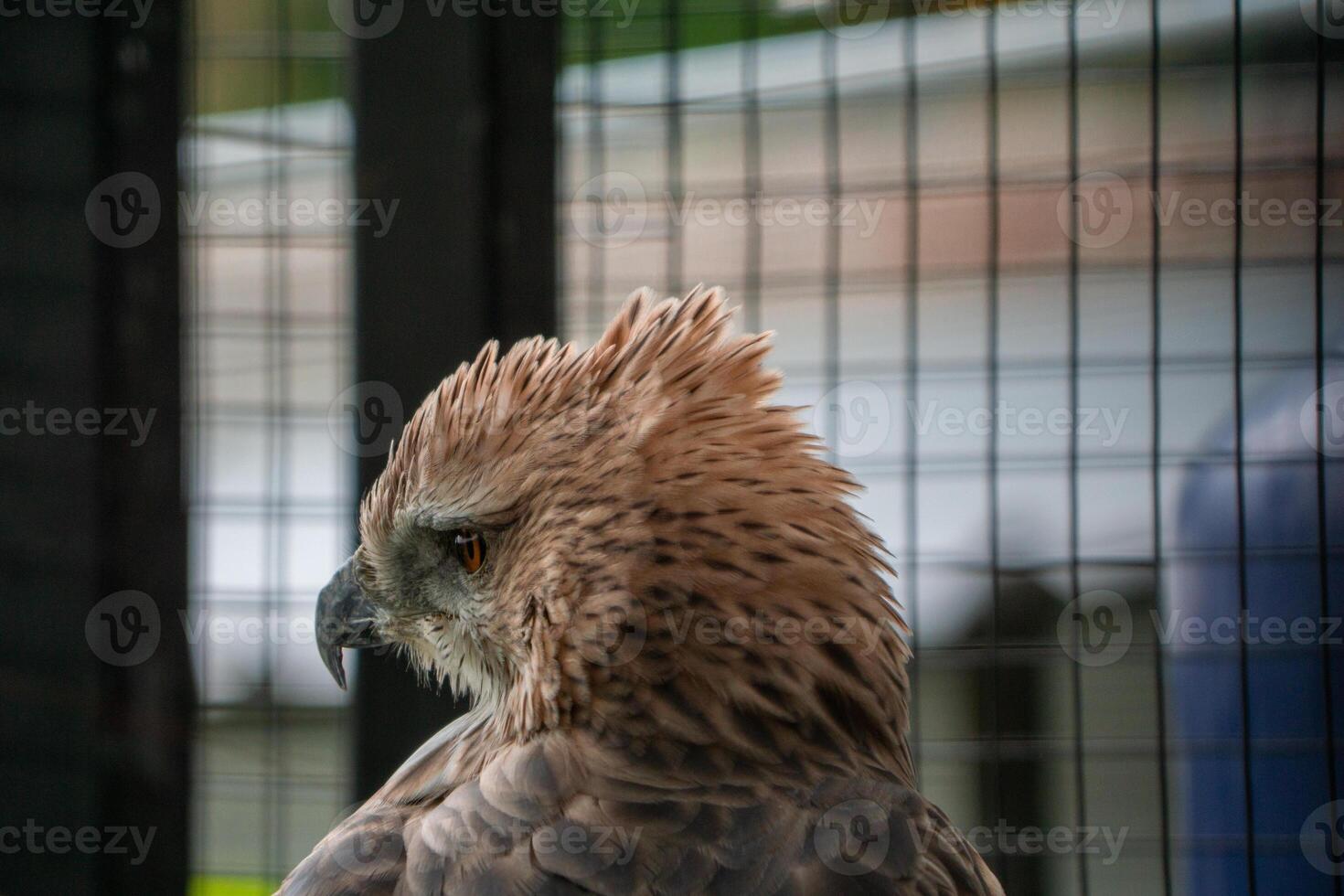 A powerful eagle perched at the zoo, showcasing its sharp features and intense gaze. The birds majestic presence highlights the beauty of wildlife in a natural habitat photo