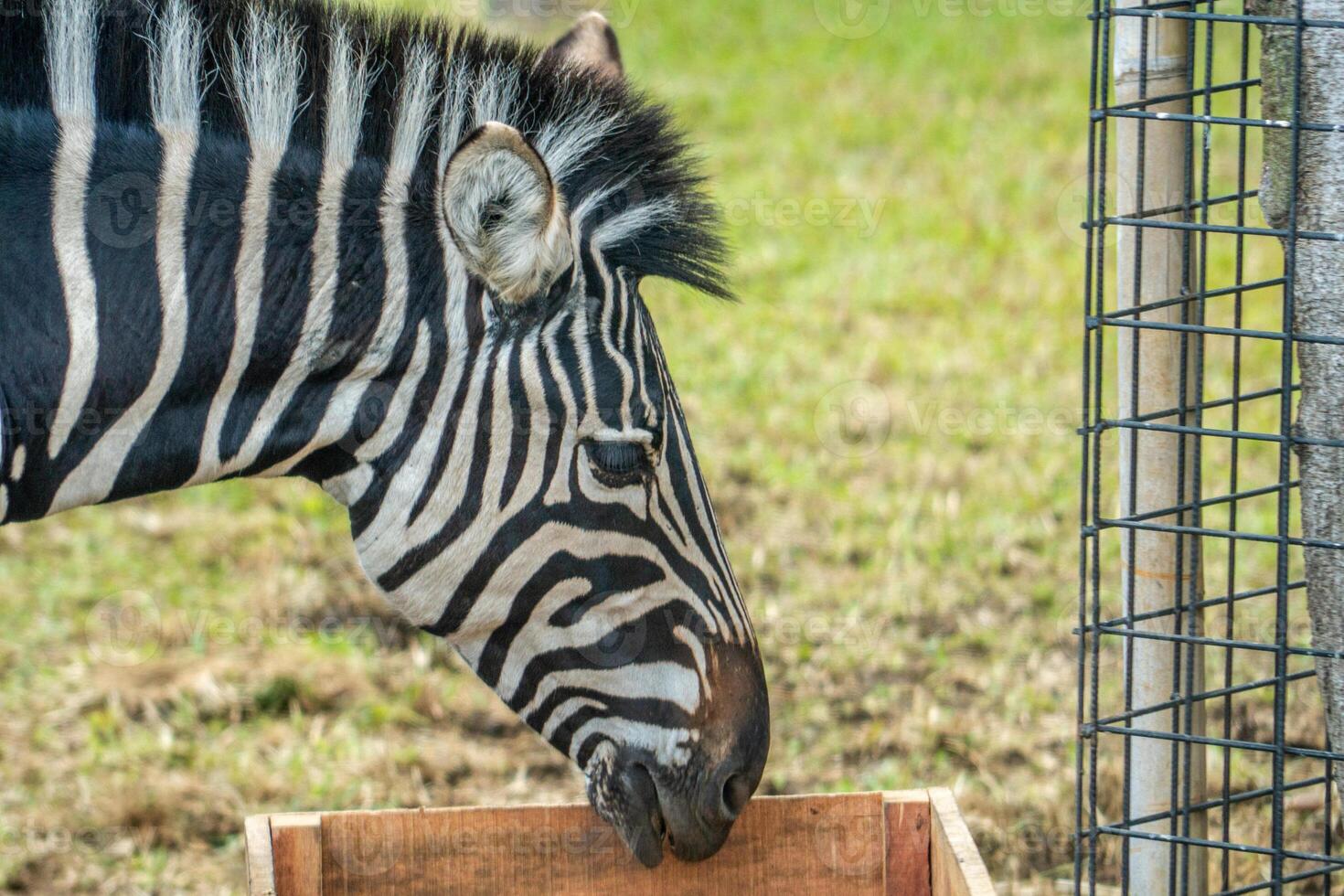 A zebra grazing on a wooden platform in a zoo, with a wide savannah landscape in the background. The zebra striking black and white stripes stand out against the natural scenery photo
