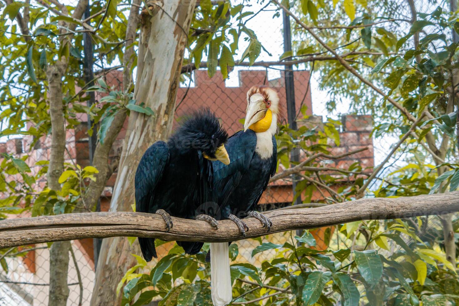 A Rufous Hornbill perched on a tree branch in a zoo, displaying its large beak and striking plumage. The bird is surrounded by the natural beauty of its zoo habitat photo