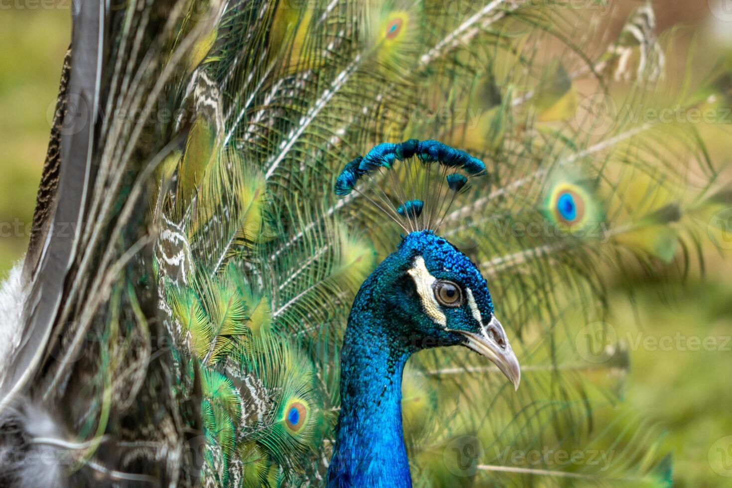 A beautiful peacock at the zoo with its tail fully spread, showcasing vibrant colors and intricate patterns. The setting highlights its elegance in a natural environment photo