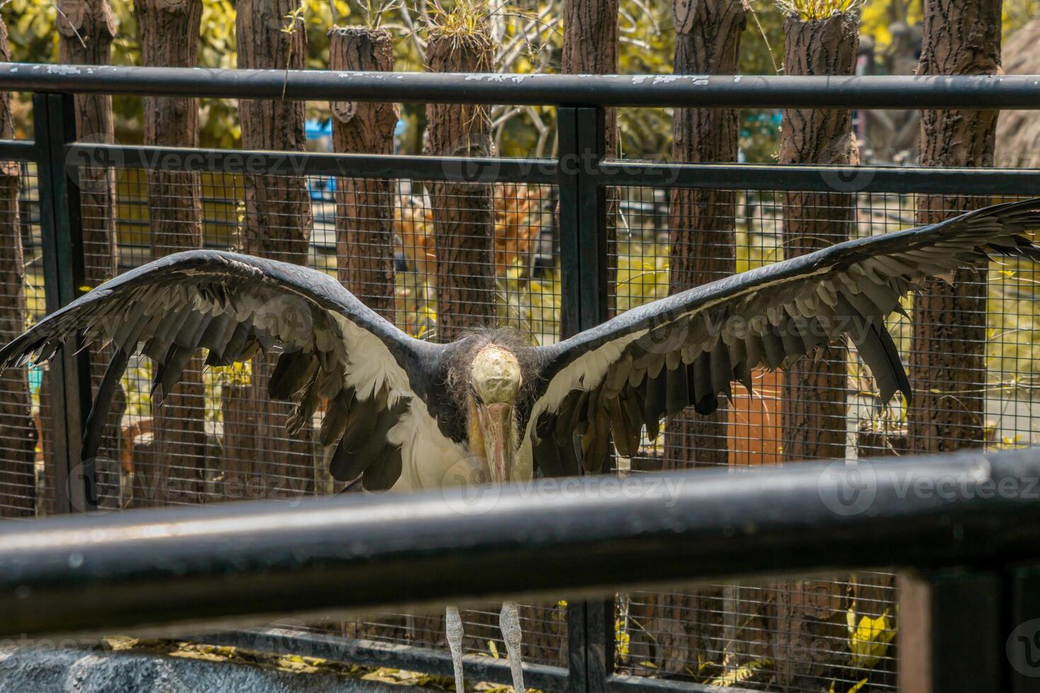 A close up shot of a stork taken at a zoo, showcasing its elegant features and white feathers. The background subtly highlights the natural habitat of the bird photo