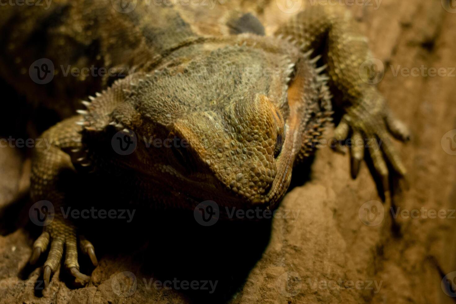 A reptile resting on a dry tree branch, illuminated by soft lamp light in a zoo. The unique ambiance and the reptile calm posture highlight the beauty of the zoo's natural setting photo