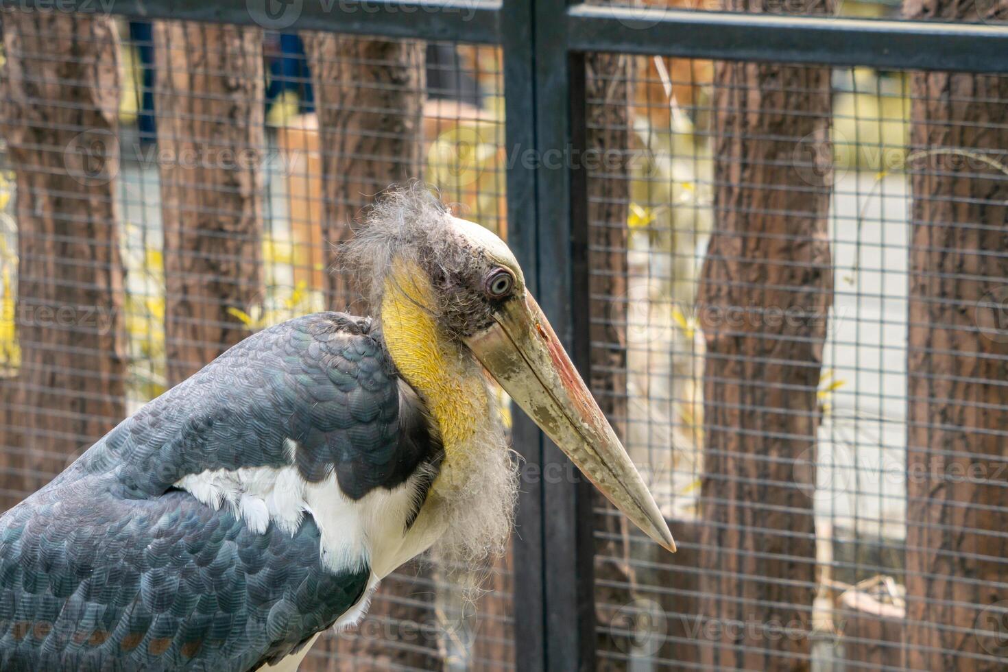 A close up shot of a stork taken at a zoo, showcasing its elegant features and white feathers. The background subtly highlights the natural habitat of the bird photo