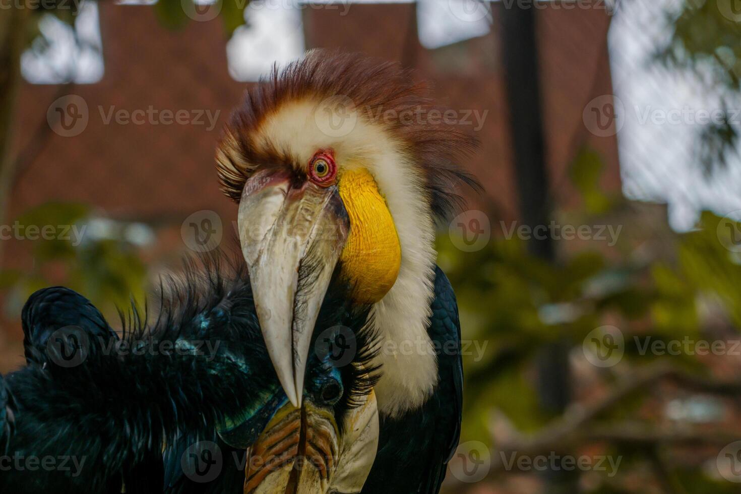 A Rufous Hornbill perched on a tree branch in a zoo, displaying its large beak and striking plumage. The bird is surrounded by the natural beauty of its zoo habitat photo