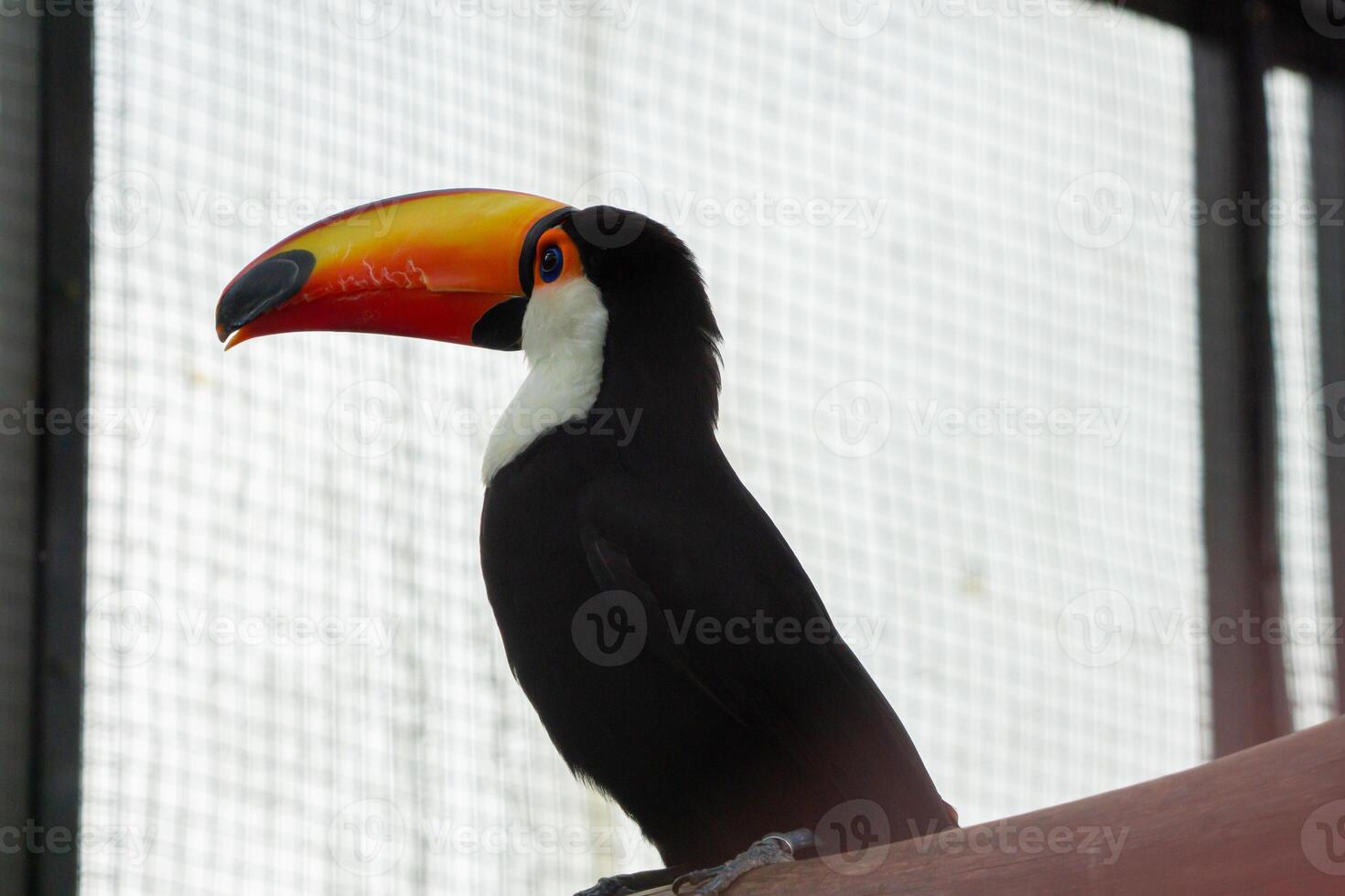 A stunning toco toucan with a bright orange beak perched on a branch at the zoo. The bird vibrant colors and unique beak make it a striking sight in its natural habitat photo