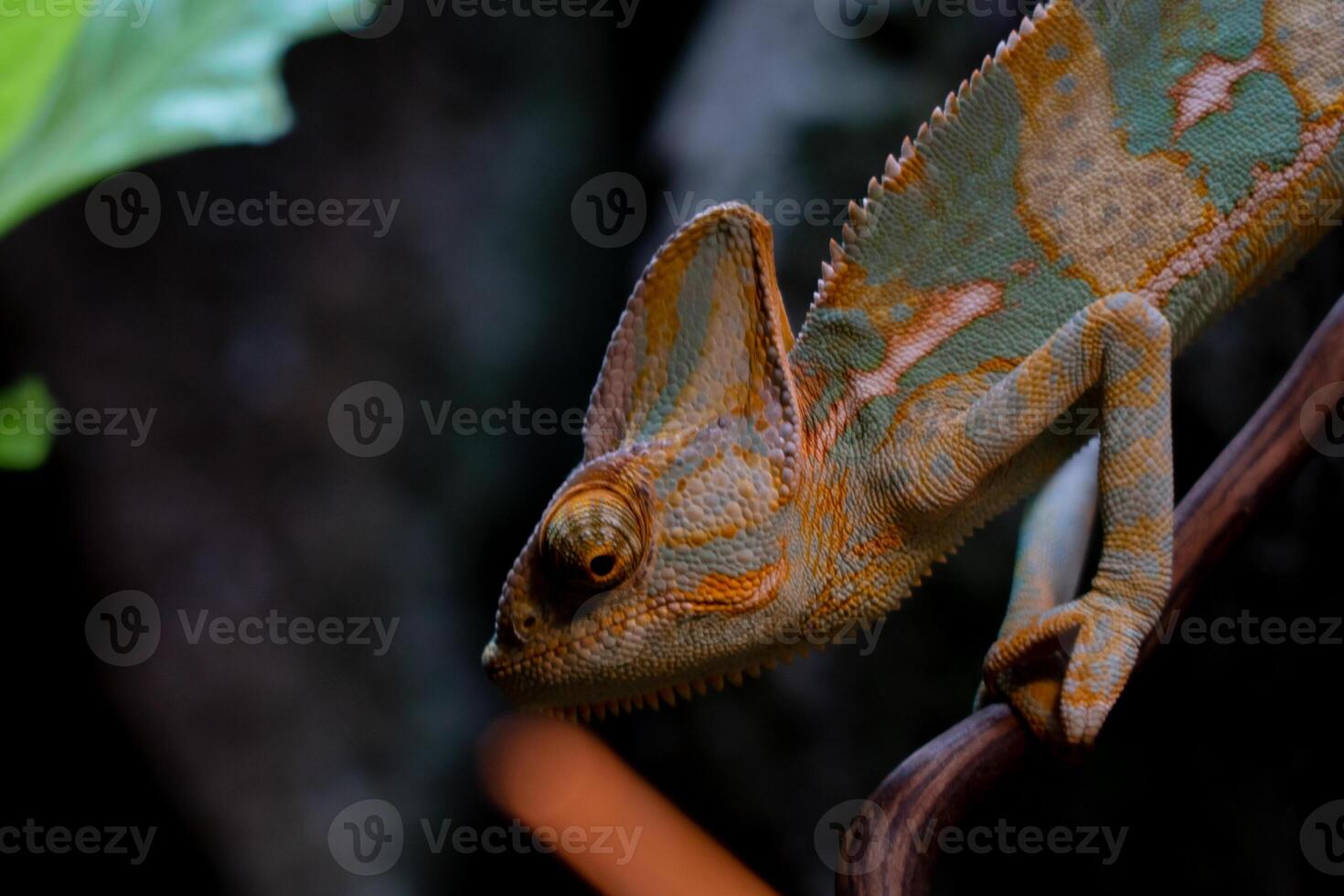 A reptile resting on a dry tree branch, illuminated by soft lamp light in a zoo. The unique ambiance and the reptile calm posture highlight the beauty of the zoo's natural setting photo