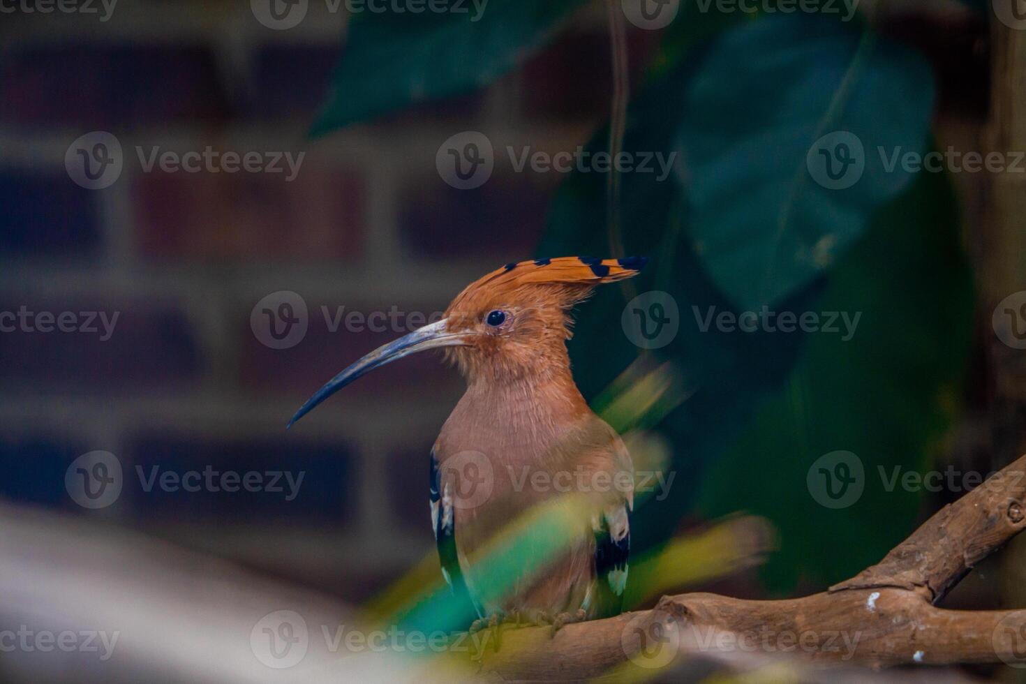 A Eurasian Hoopoe perched on a tree branch in a zoo, showcasing its distinctive crown like feathers and vibrant colors. The bird is surrounded by the lush greenery of its habitat photo