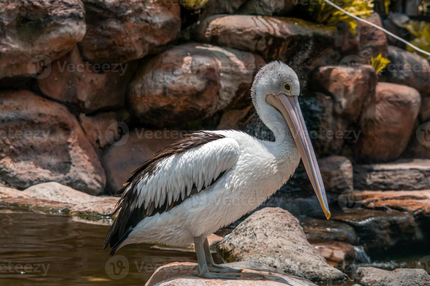 A pelican swimming and playing in the water at the zoo, showcasing its large beak and graceful movements. The lively scene captures the bird playful nature in a natural habitat photo