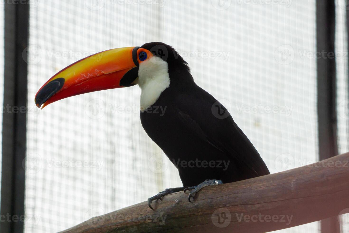 A stunning toco toucan with a bright orange beak perched on a branch at the zoo. The bird vibrant colors and unique beak make it a striking sight in its natural habitat photo