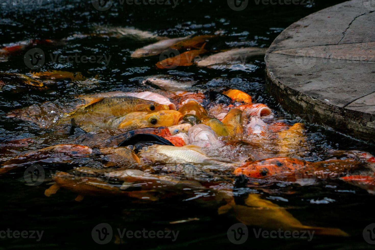 A group of colorful koi fish gathered in a pond, eagerly being fed. Their vibrant colors create a beautiful and serene scene as they swim together in the calm water photo