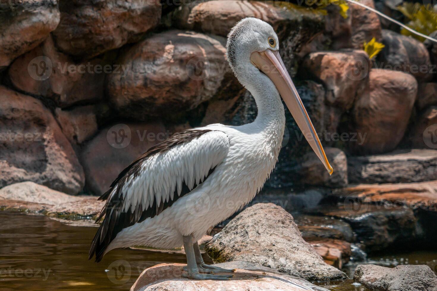 A pelican swimming and playing in the water at the zoo, showcasing its large beak and graceful movements. The lively scene captures the bird playful nature in a natural habitat photo