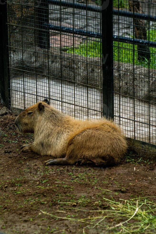 A relaxed capybara lounging at the zoo, displaying its calm nature. This large rodent enjoys a peaceful moment in its natural habitat, providing a charming scene of leisure photo