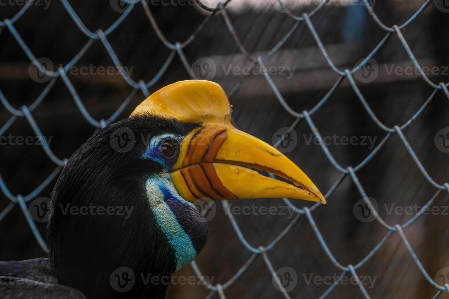 A white bellied hornbill perched on a tree branch in a zoo, showcasing its distinctive features and vibrant plumage. The bird is surrounded by the natural environment of the zoo photo
