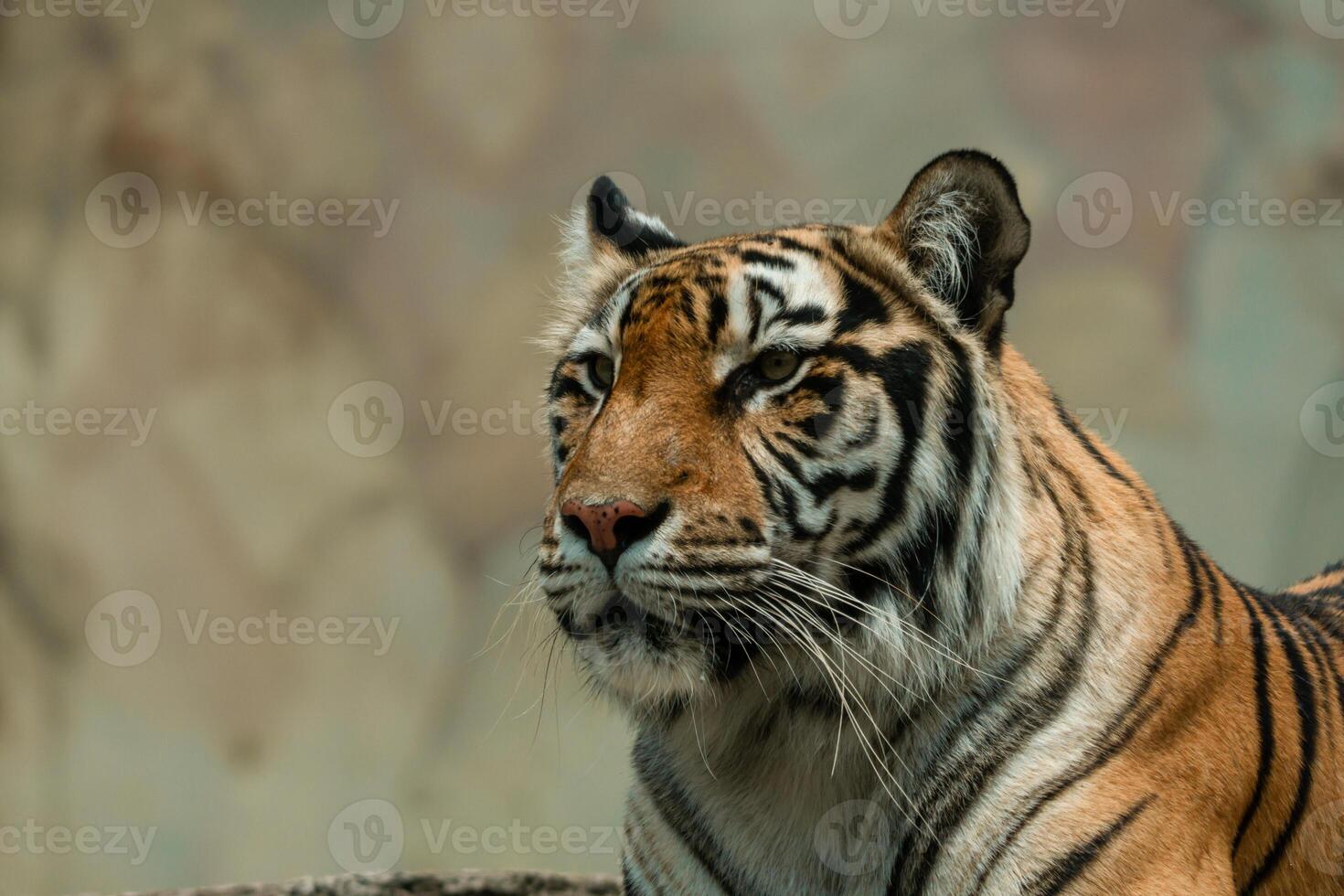 A Sumatran tiger resting peacefully at the zoo, showing its beautiful orange coat and black stripes. The majestic predator enjoys a moment of calm in its natural habitat photo