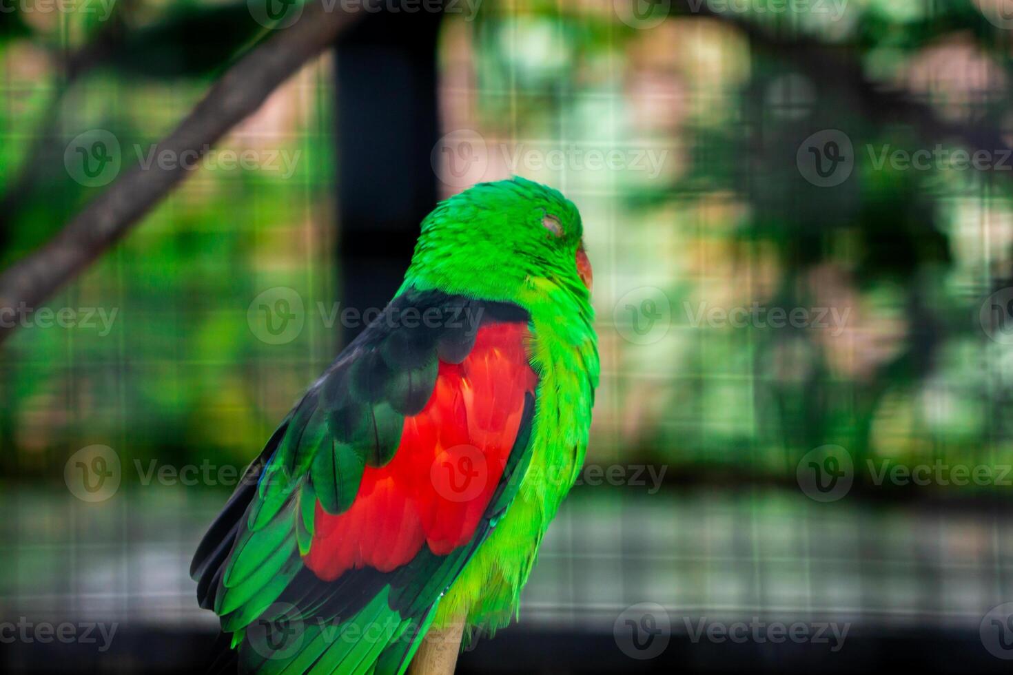 A colorful love bird perched on a tree branch in a zoo, enjoying its natural habitat. The vibrant plumage of the bird stands out against the green backdrop of the zoo photo