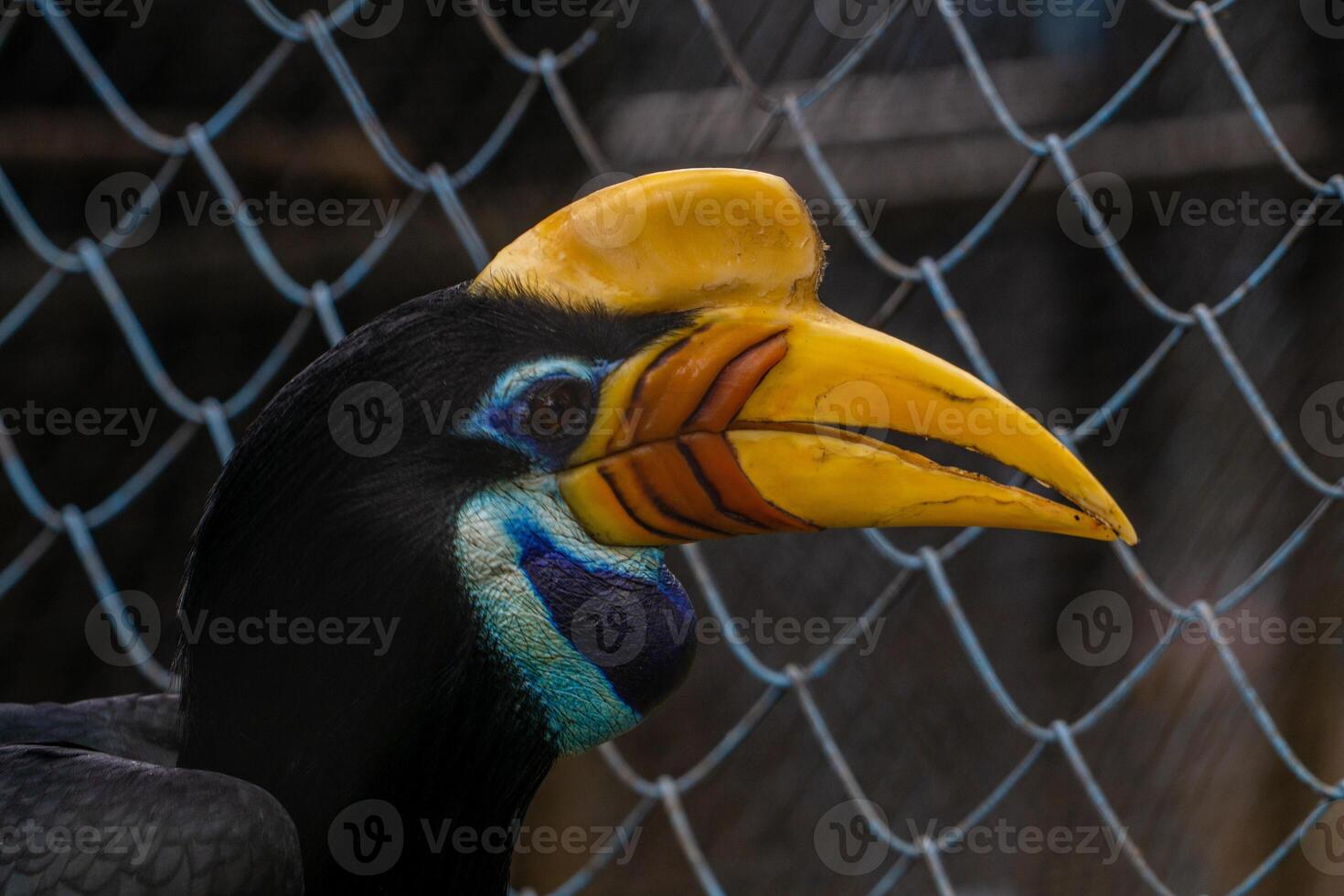 A white bellied hornbill perched on a tree branch in a zoo, showcasing its distinctive features and vibrant plumage. The bird is surrounded by the natural environment of the zoo photo