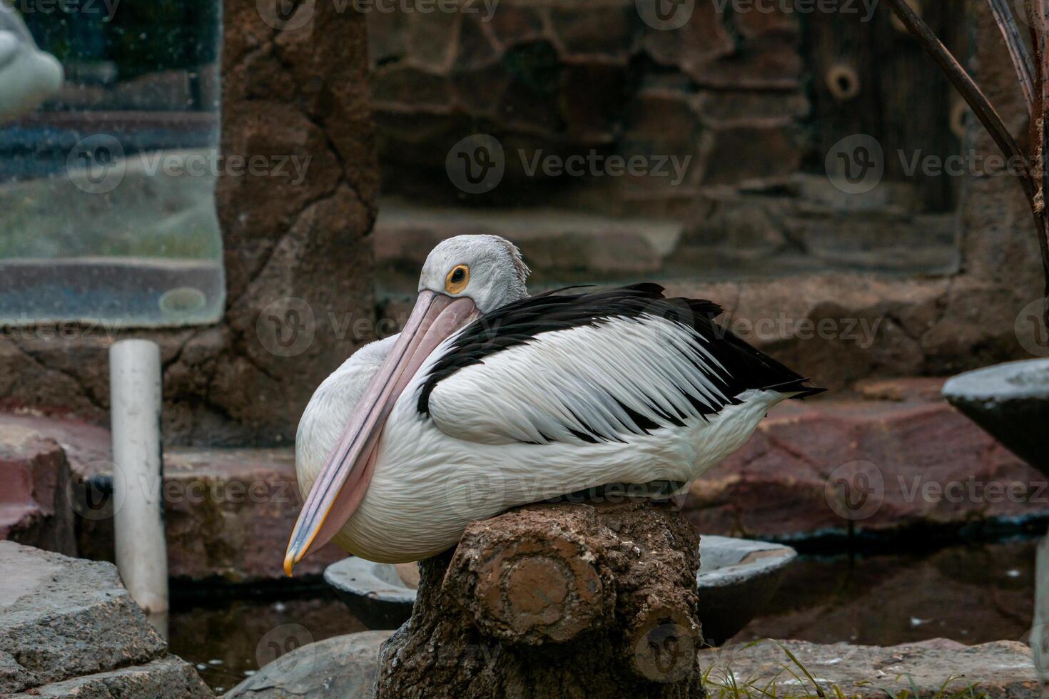 A pelican swimming and playing in the water at the zoo, showcasing its large beak and graceful movements. The lively scene captures the bird playful nature in a natural habitat photo