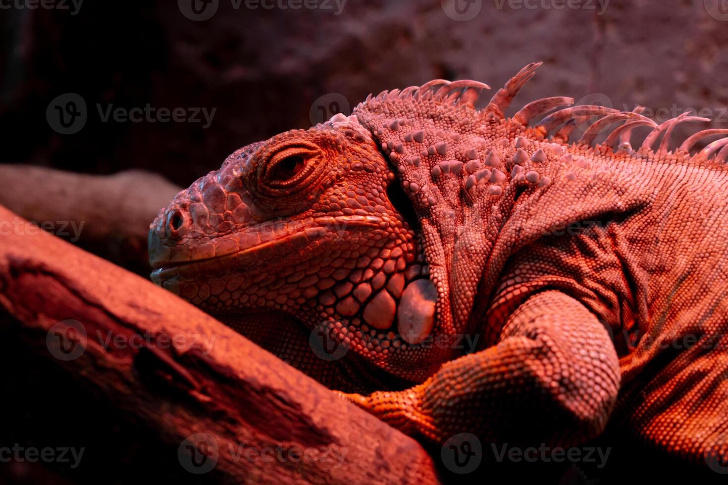 A reptile resting on a dry tree branch, illuminated by soft lamp light in a zoo. The unique ambiance and the reptile calm posture highlight the beauty of the zoo's natural setting photo