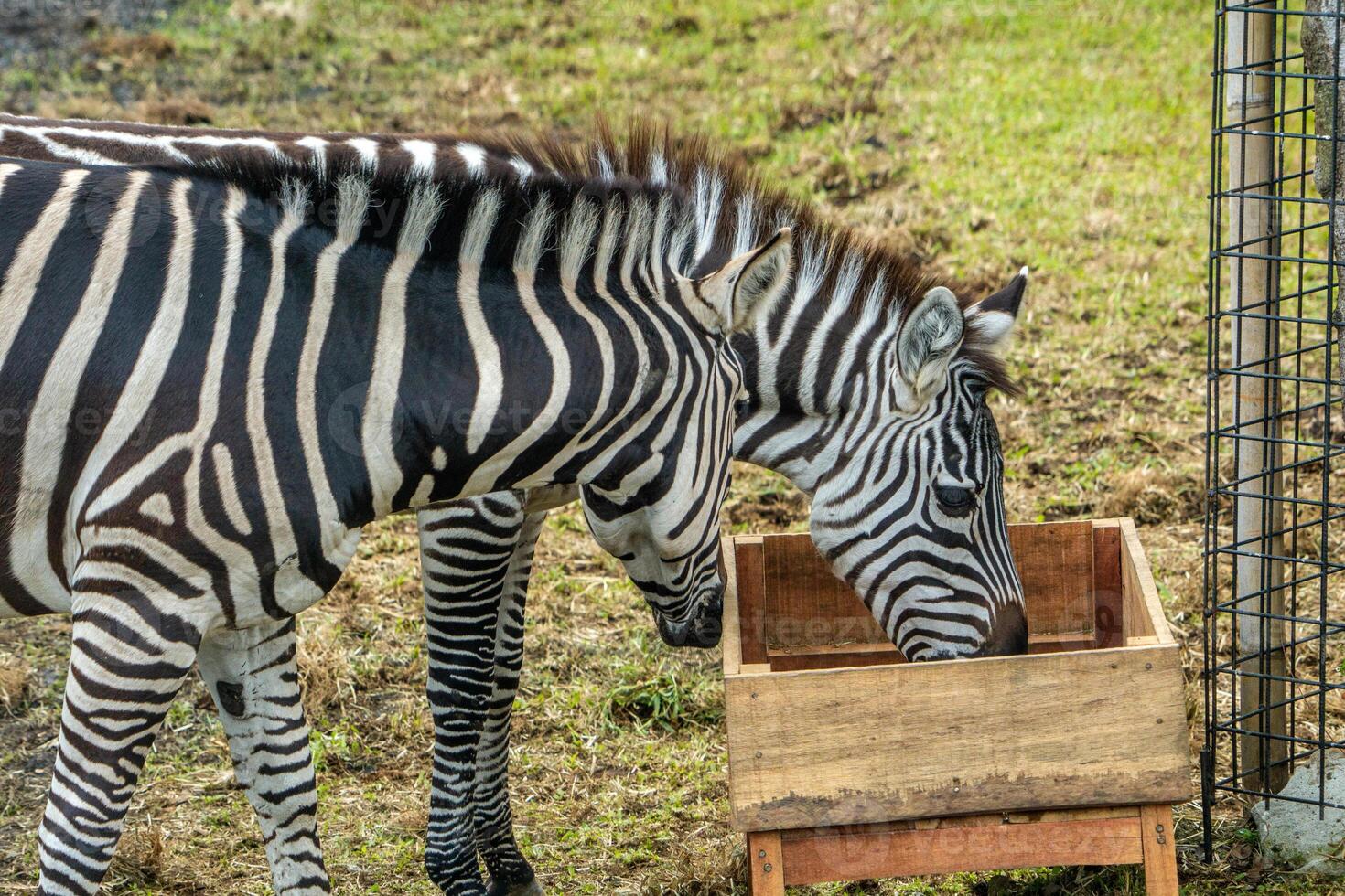 A zebra grazing on a wooden platform in a zoo, with a wide savannah landscape in the background. The zebra striking black and white stripes stand out against the natural scenery photo