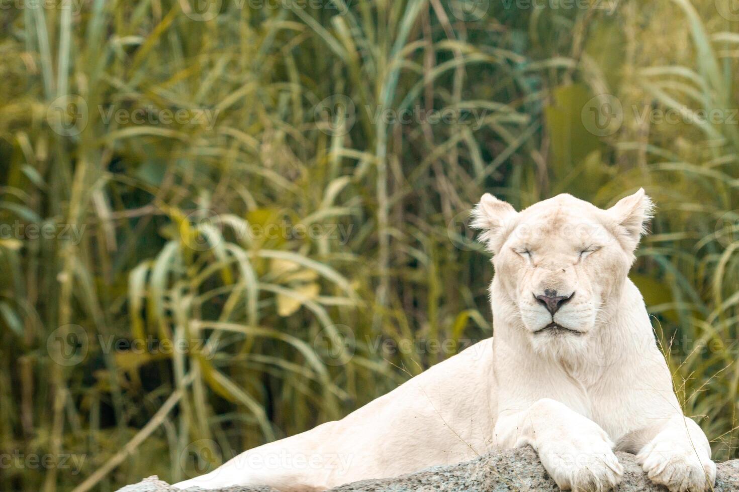 A white lion lounging on a rock in a zoo, enjoying a peaceful moment. Its majestic mane and calm demeanor add to the beauty of the zoo's natural environment photo