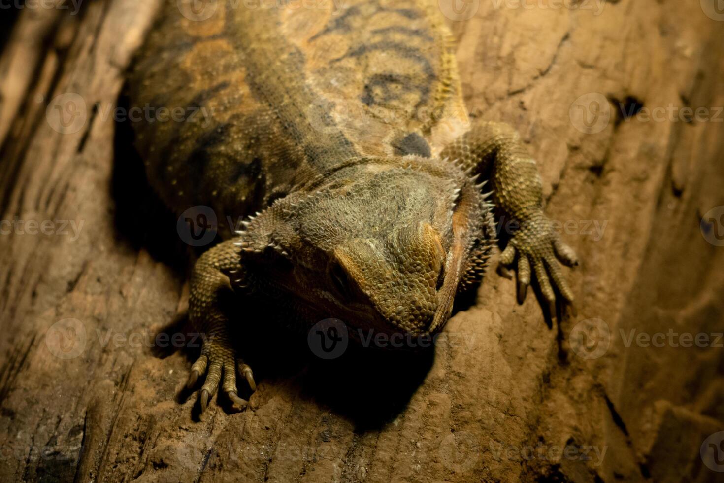A reptile resting on a dry tree branch, illuminated by soft lamp light in a zoo. The unique ambiance and the reptile calm posture highlight the beauty of the zoo's natural setting photo