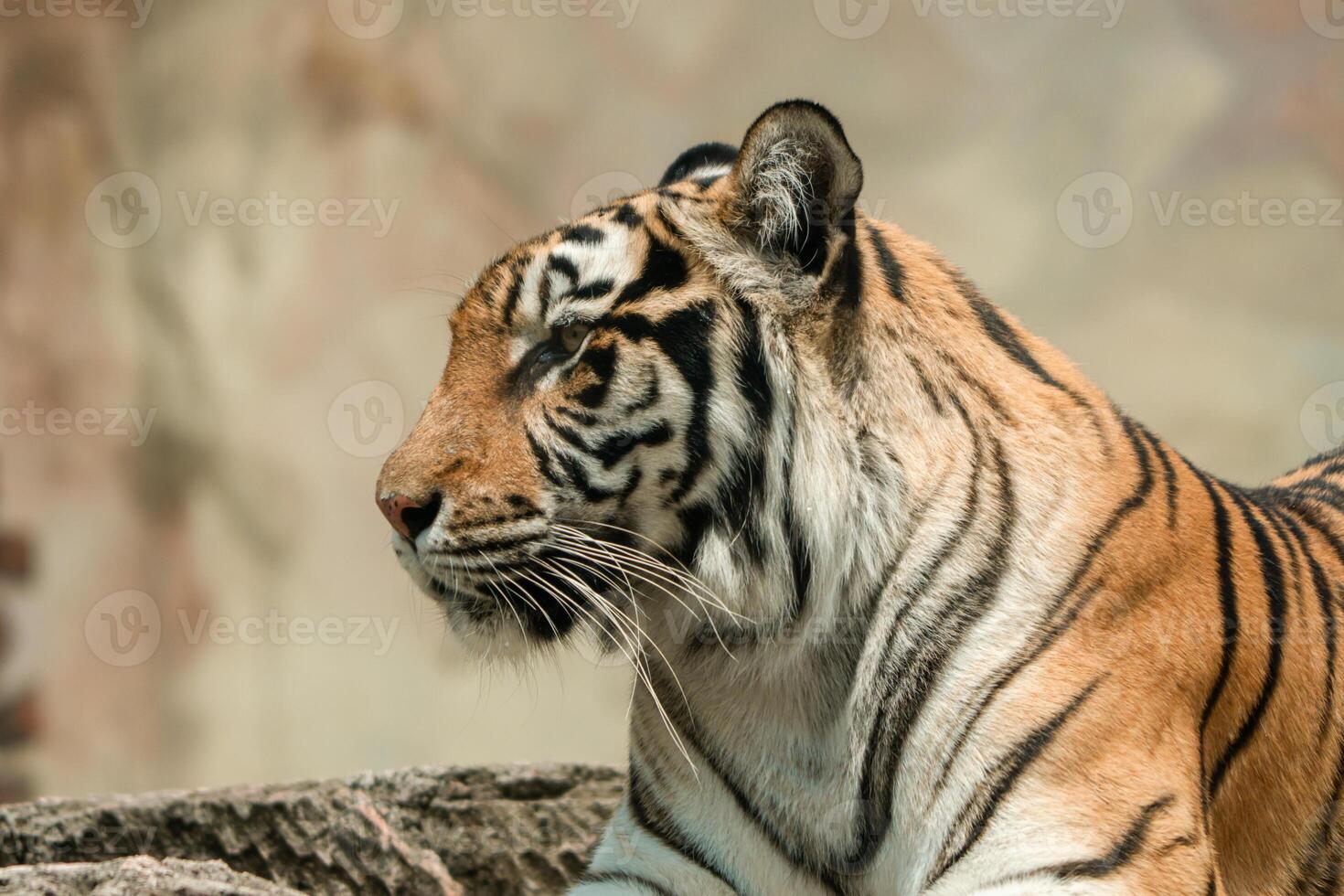 A Sumatran tiger resting peacefully at the zoo, showing its beautiful orange coat and black stripes. The majestic predator enjoys a moment of calm in its natural habitat photo