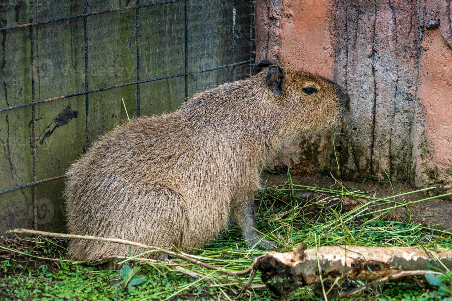 A relaxed capybara lounging at the zoo, displaying its calm nature. This large rodent enjoys a peaceful moment in its natural habitat, providing a charming scene of leisure photo