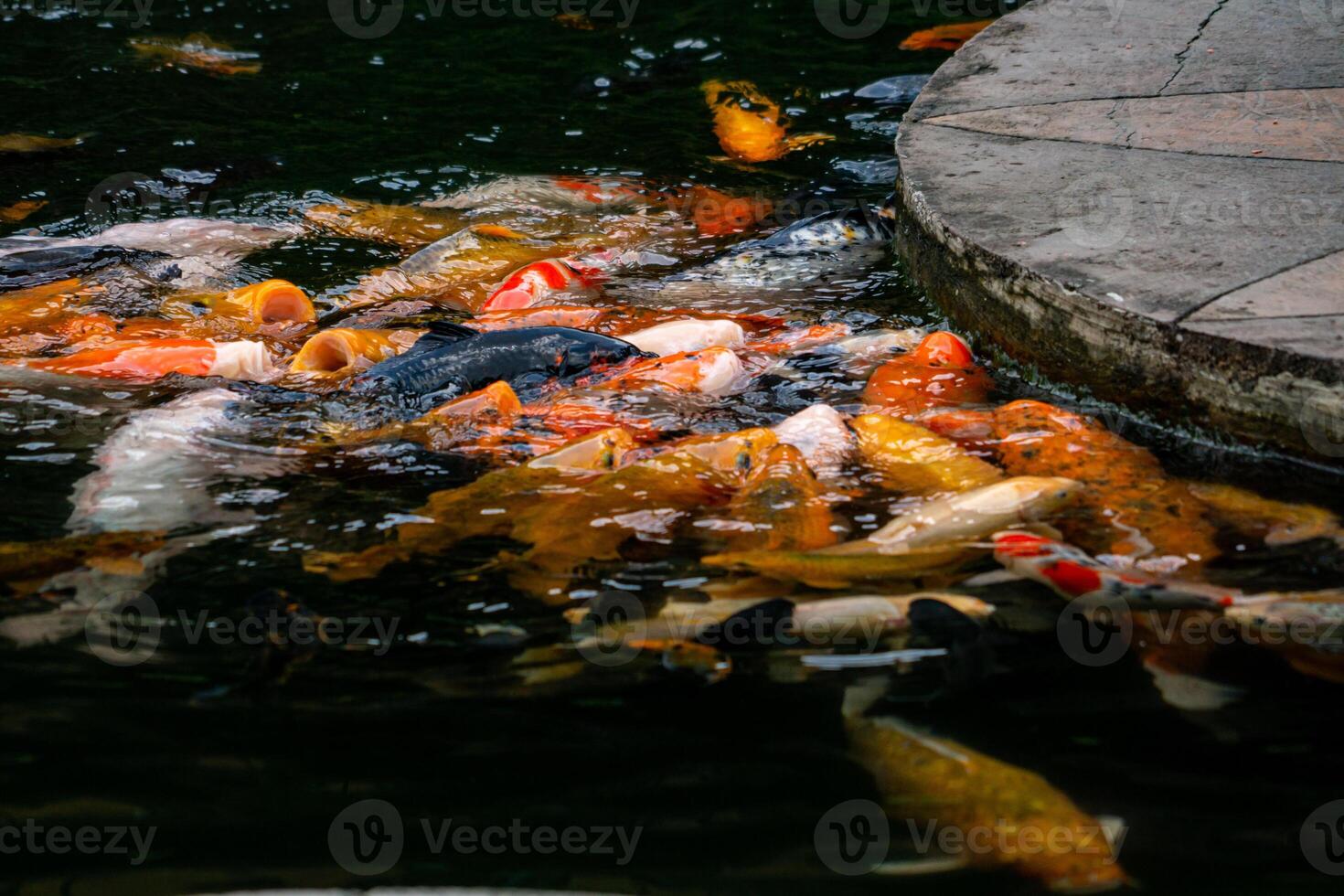 A group of colorful koi fish gathered in a pond, eagerly being fed. Their vibrant colors create a beautiful and serene scene as they swim together in the calm water photo