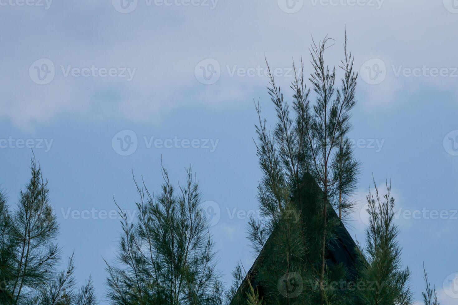 A serene view of pine trees against a stunning sky, showcasing nature beauty with vibrant clouds and a clear horizon. Perfect for landscape lovers and nature photography photo