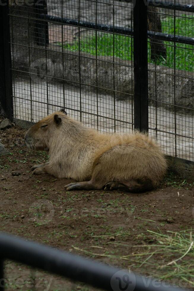 A relaxed capybara lounging at the zoo, displaying its calm nature. This large rodent enjoys a peaceful moment in its natural habitat, providing a charming scene of leisure photo