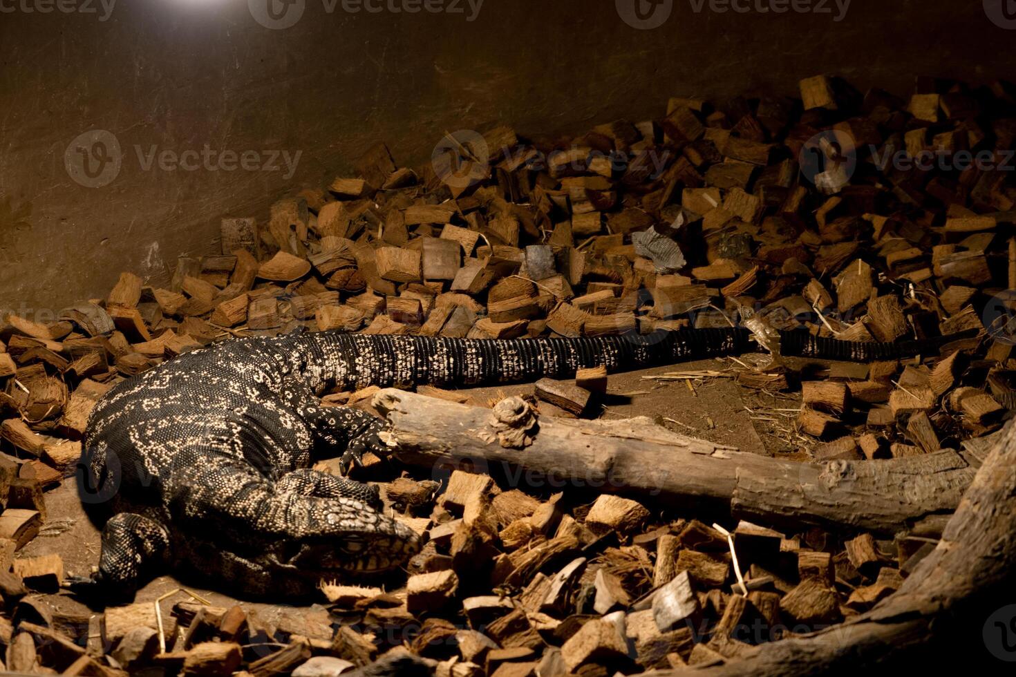 A reptile resting on a dry tree branch, illuminated by soft lamp light in a zoo. The unique ambiance and the reptile calm posture highlight the beauty of the zoo's natural setting photo