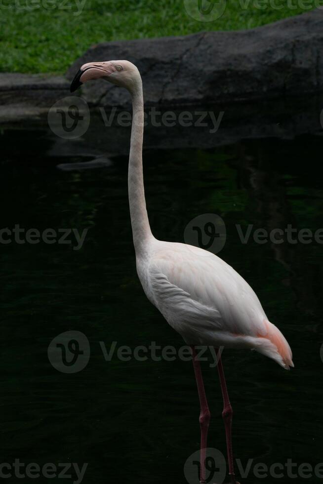 A flamingo standing gracefully by the pond at the zoo, showcasing its elegant pink feathers and unique posture. The bird adds a touch of beauty to the natural setting photo