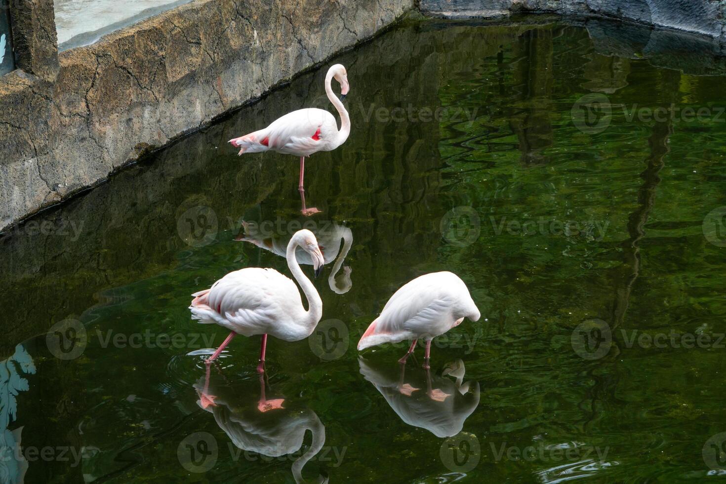 A flamingo standing gracefully by the pond at the zoo, showcasing its elegant pink feathers and unique posture. The bird adds a touch of beauty to the natural setting photo