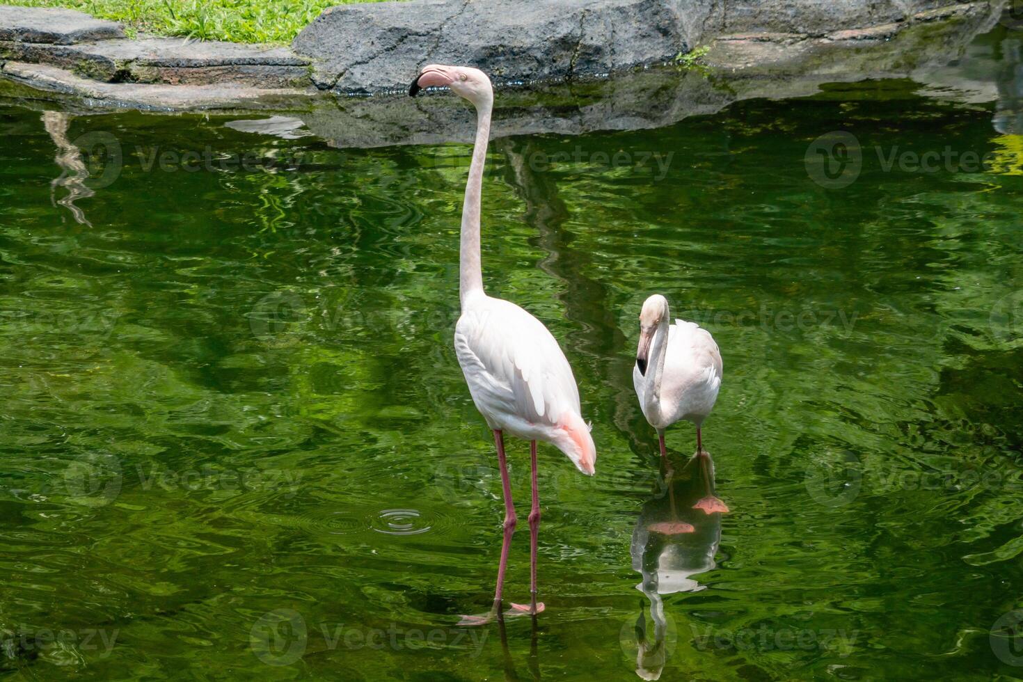 A flamingo standing gracefully by the pond at the zoo, showcasing its elegant pink feathers and unique posture. The bird adds a touch of beauty to the natural setting photo