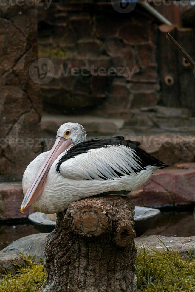 A pelican swimming and playing in the water at the zoo, showcasing its large beak and graceful movements. The lively scene captures the bird playful nature in a natural habitat photo