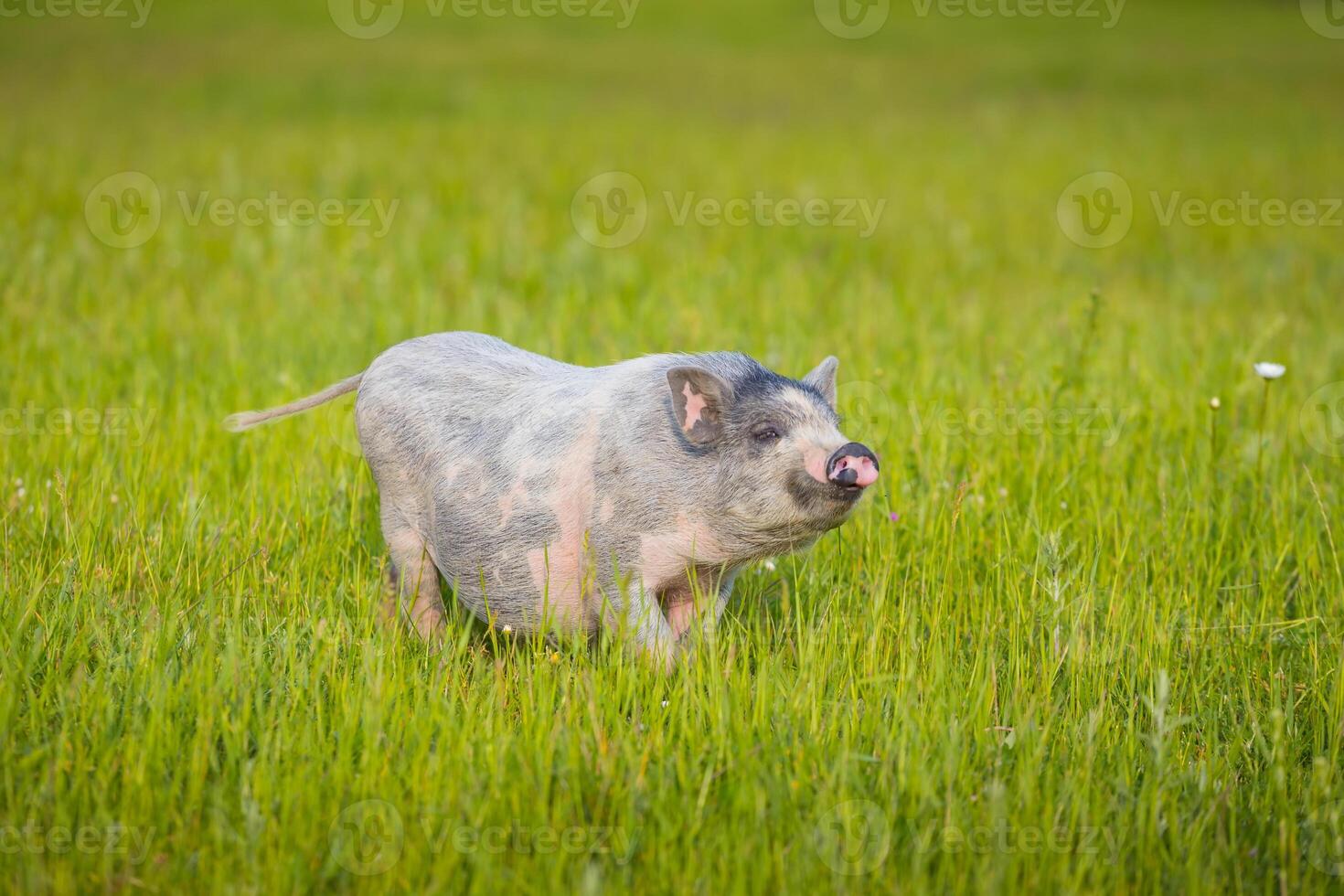 Young pig on a spring green grass photo