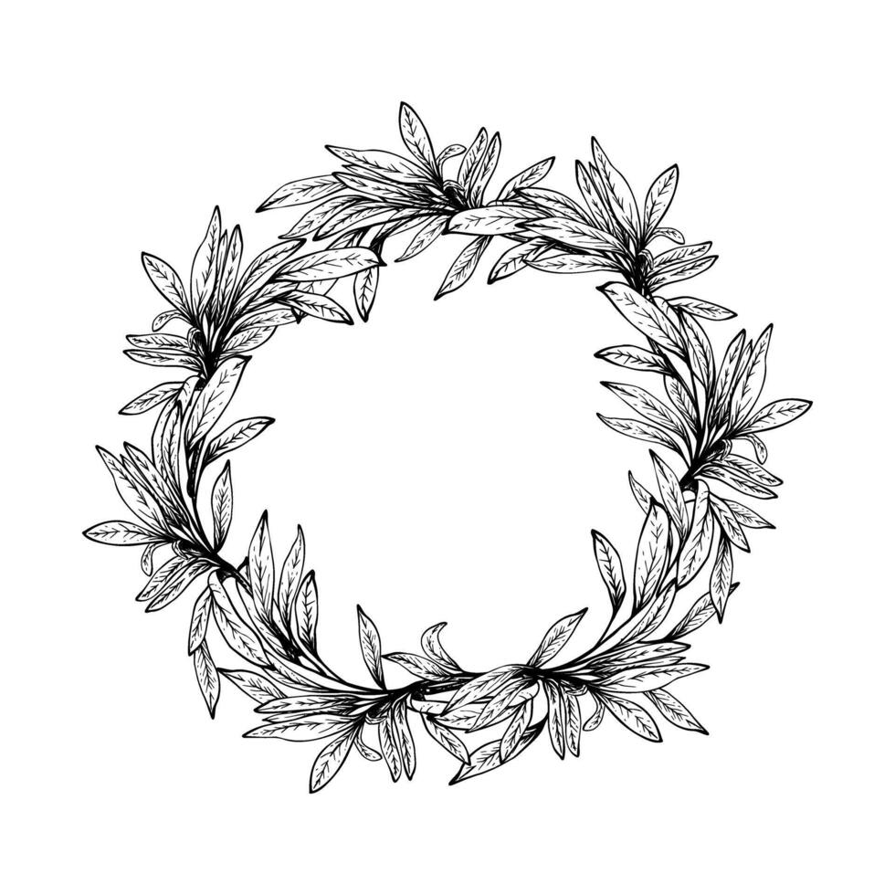 Olive tree branch, no fruit with leaves wreath Black and white hand drawn illustration. Fruitless rosemary, bay leaf circle frame for card, food cosmetic label Isolated line art from background vector