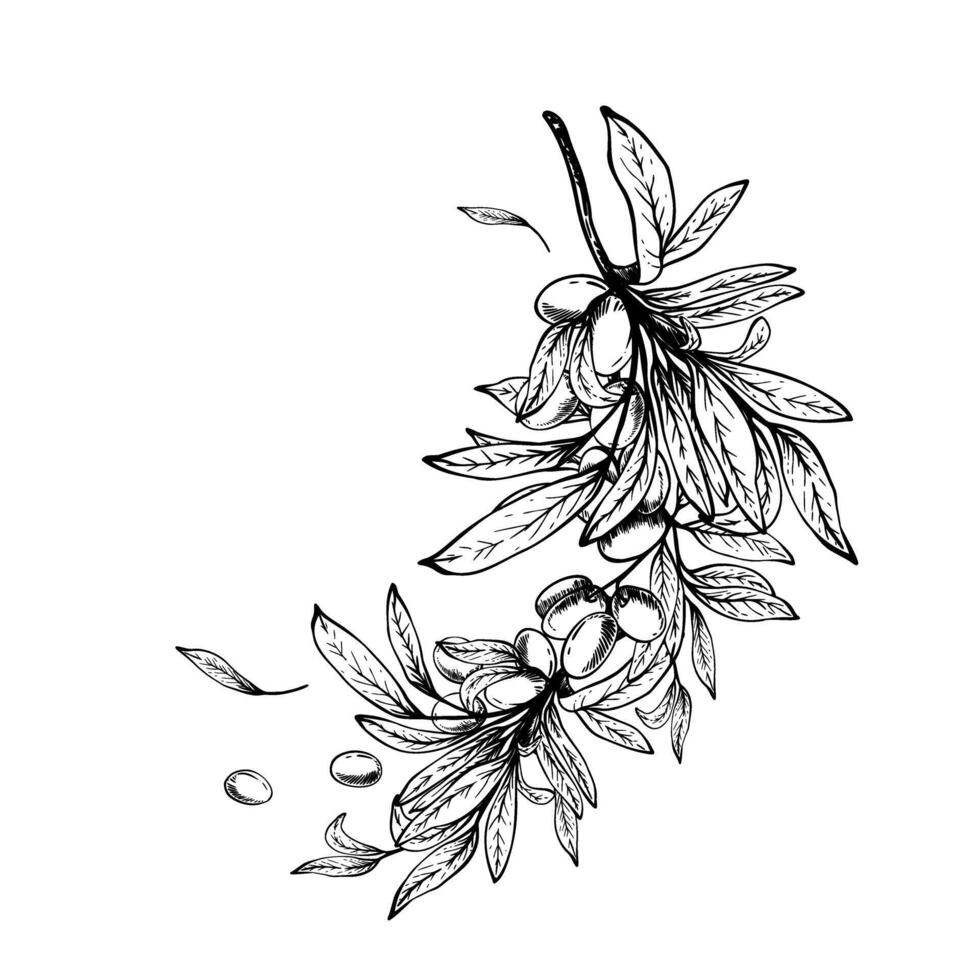 Olive tree branch with leaves and berries fruit arrangement. Black ink line art hand drawn illustration. Botanical clipart for food menu, greeting card, label, cosmetic. Isolate from background vector