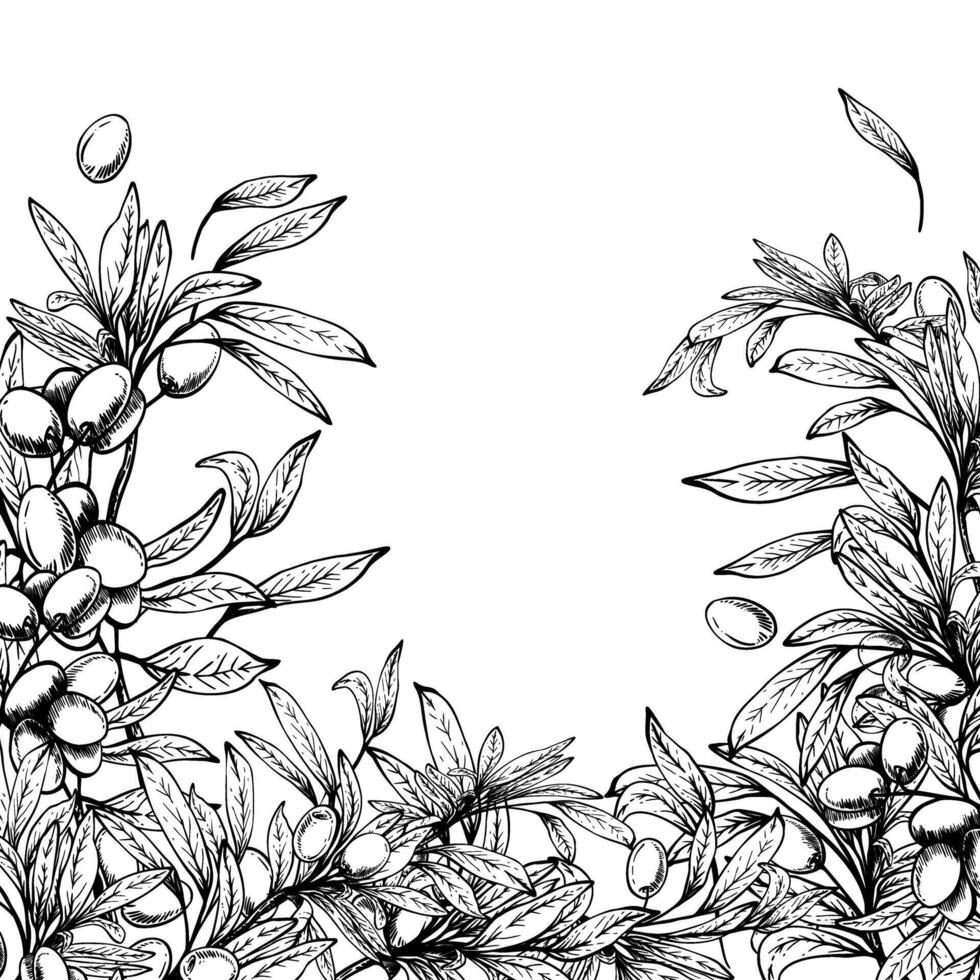 Olive tree branch with leaves and berries fruit square template. Black and white hand drawn line art illustration. Clipart for food menu, card, product label, banner. Isolated from background vector