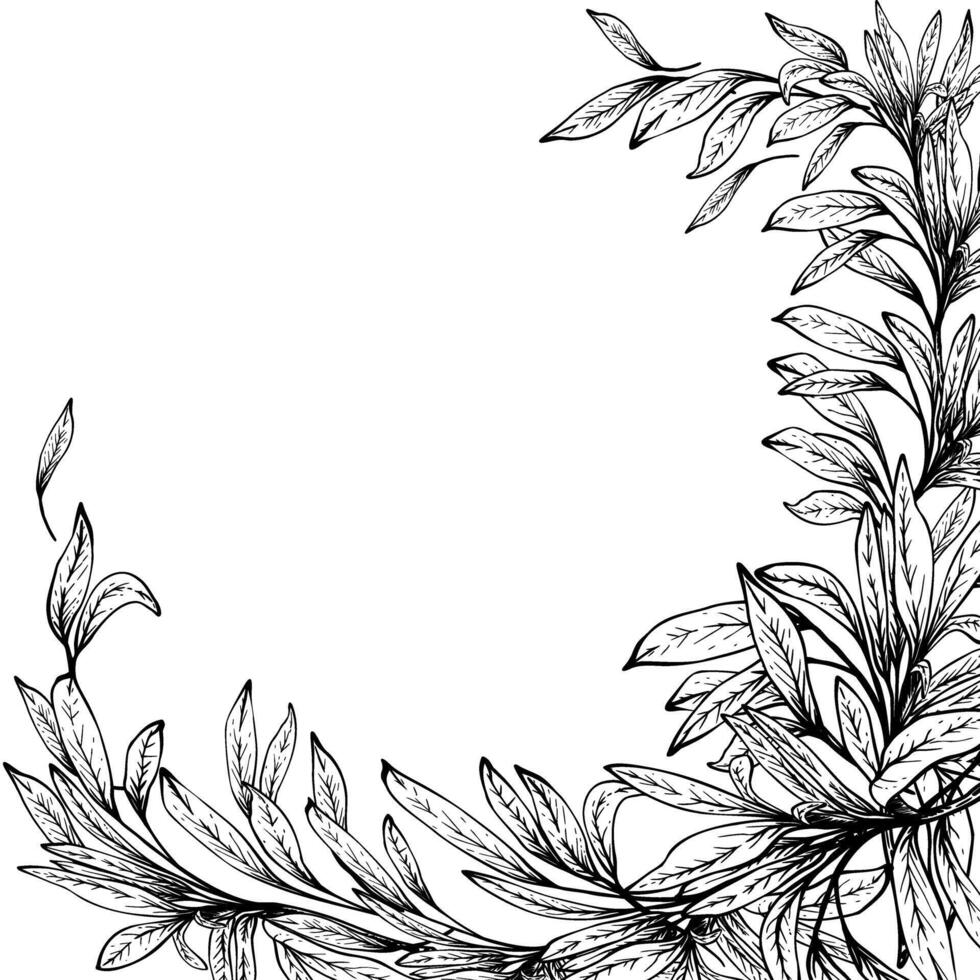 Olive tree branch, no fruit with leaves. Black ink hand drawn illustration. Frame, card. Fruitless rosemary, bay leaf clipart for food, product label template. Isolated line art from background vector