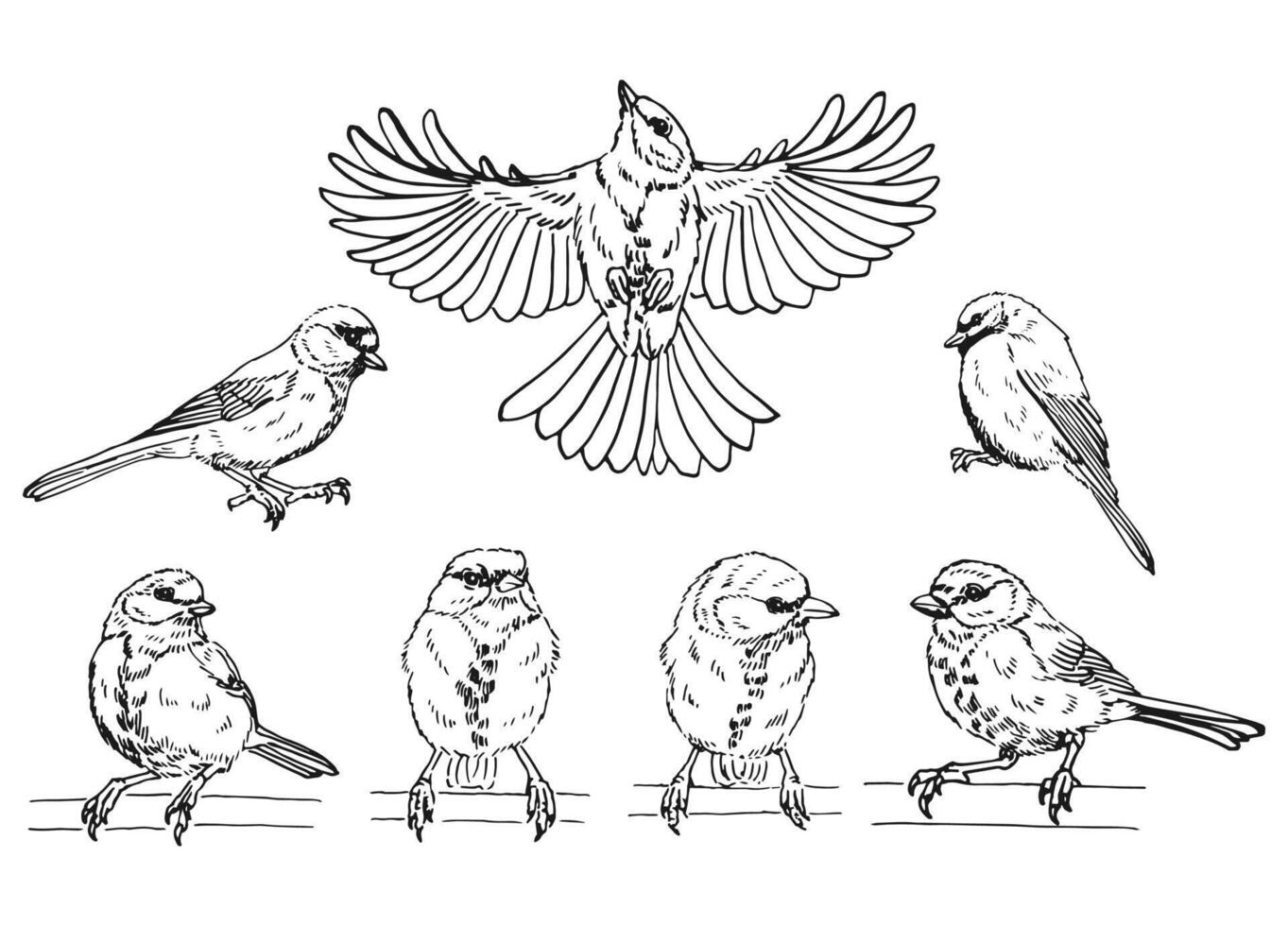Set of titmouse. Flying bird. Hand drawn illustration. vector