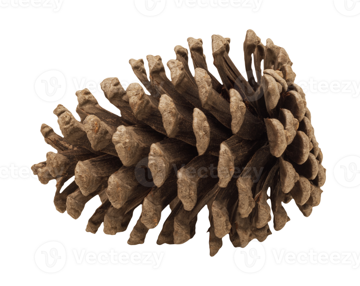 Pinecone on transparent background. png