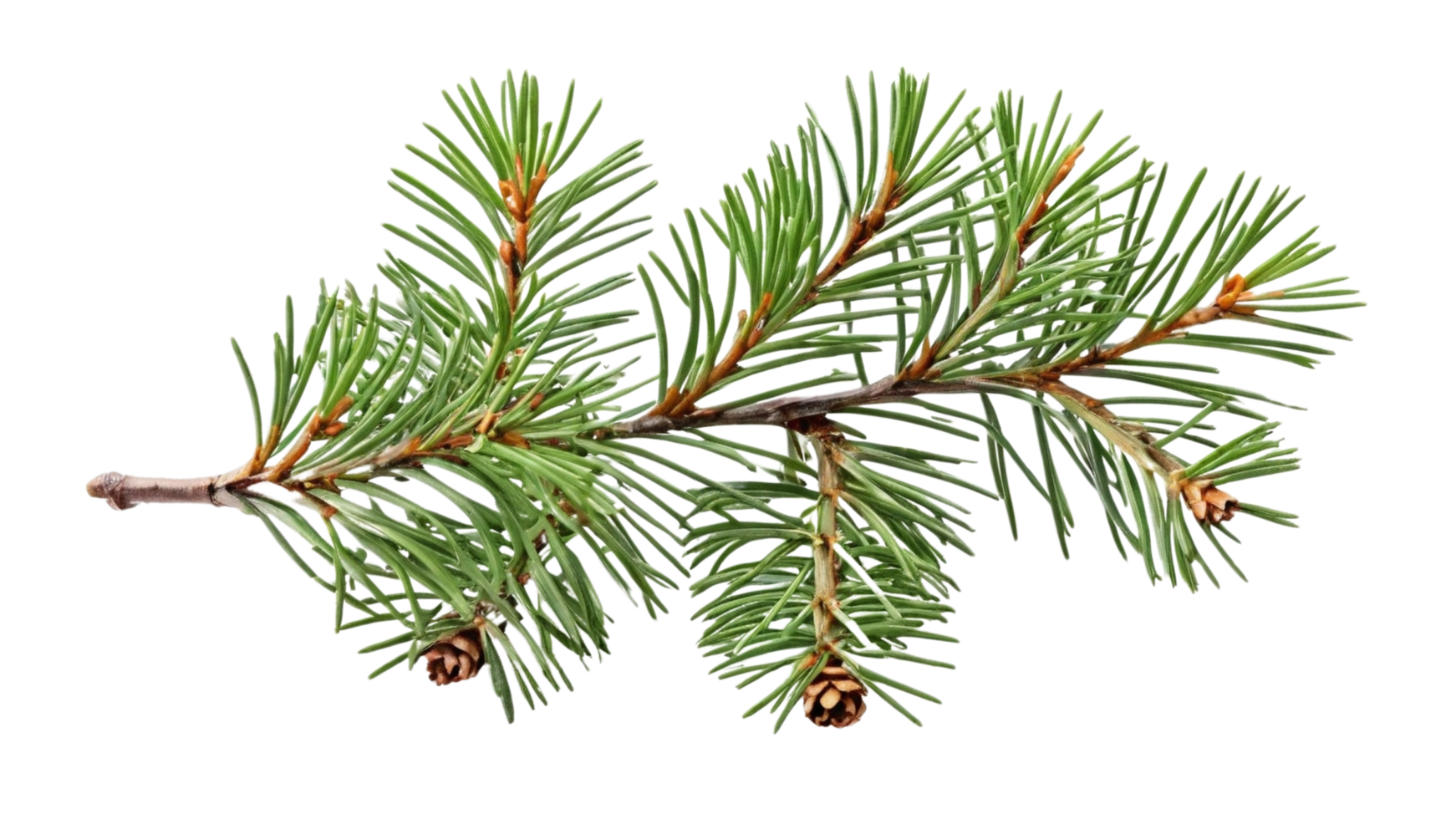 Small pine branch isolated on a transparent background png