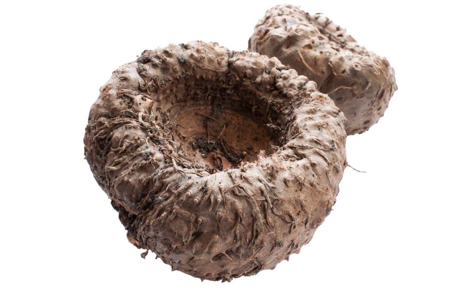 A mushroom that has been cut open png