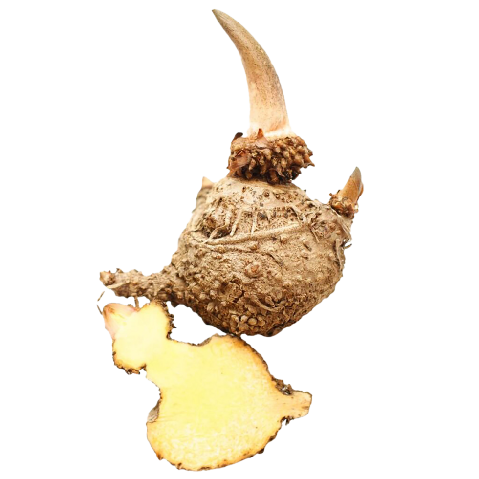 A close up of a root with a knife png